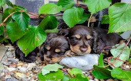 Cocker Spaniel dogs for sale: Brown and Tan cocker spaniel puppies - Image 1