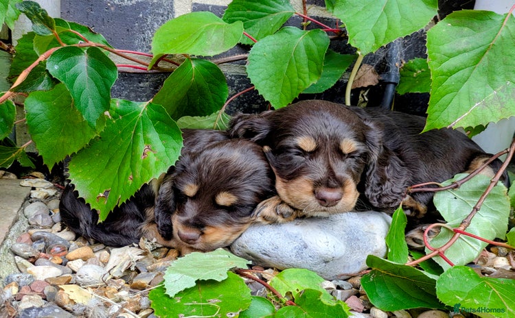 Cocker Spaniel dogs - Advert 1
