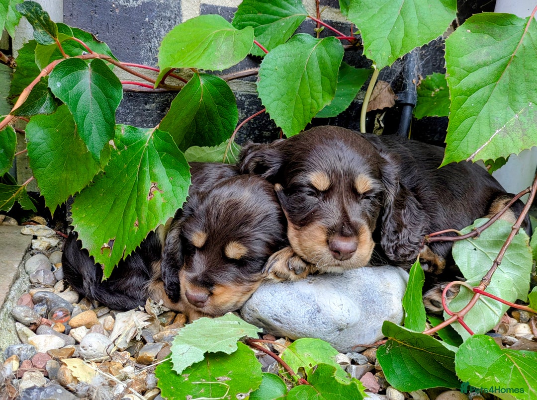 Cocker Spaniel dogs for sale: Brown and Tan cocker spaniel puppies - Image 1