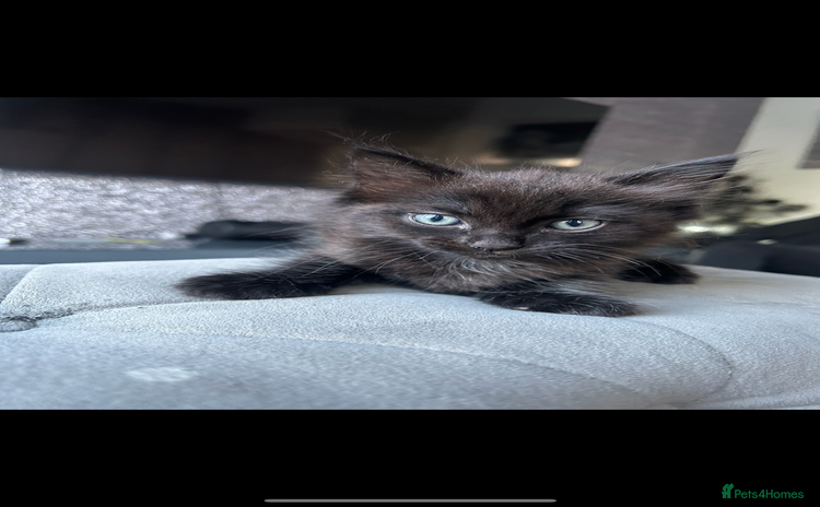 Ragdoll cats - Advert 2