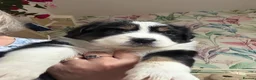 Australian Shepherd dogs for sale: Pedigree KC reg Australian Shepherd puppies - Advert 4