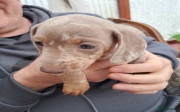 Dachshund dogs for sale: Miniature smooth daschunds - Image 3