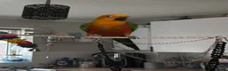 Conures birds for sale: Jenday conure parrot  - Advert 8