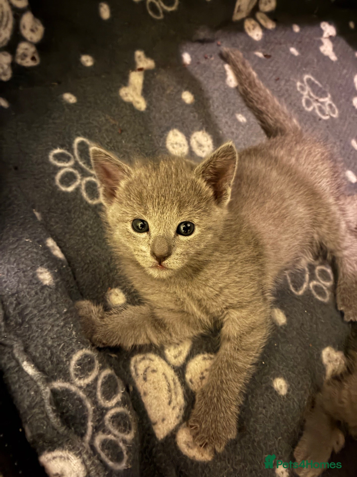 Russian Blue cats for sale: TICA 5* pedigree Russian Blue Kittens - Advert 2