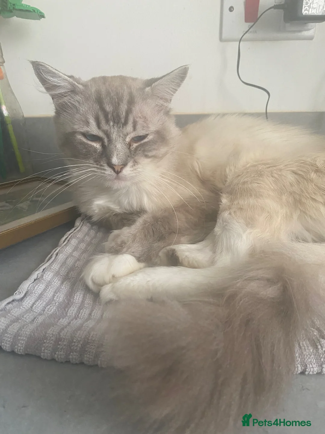 Ragdoll cats for sale: Blue lynx bi colour Ragdolls - Advert 8