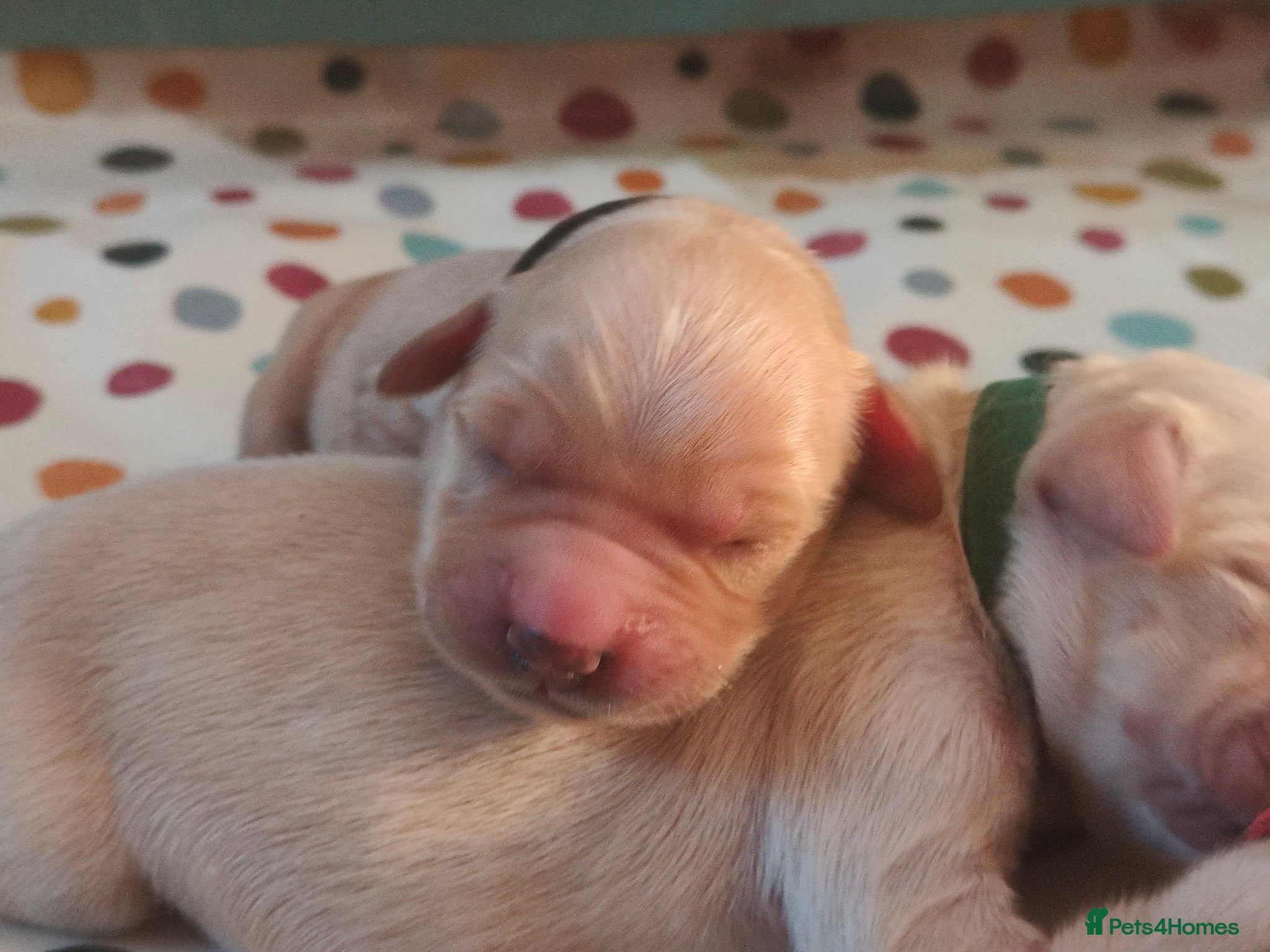Golden Retriever dogs for sale: KC Registered 0/0 score Puppies 3 Females 2 Males - Advert 14