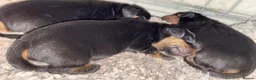 Dachshund dogs for sale: Beautiful black and tan Daschund puppies. - Advert 4