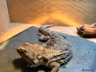 Bearded Dragon reptiles Bearded dragons babies - possible full setup - Advert 4