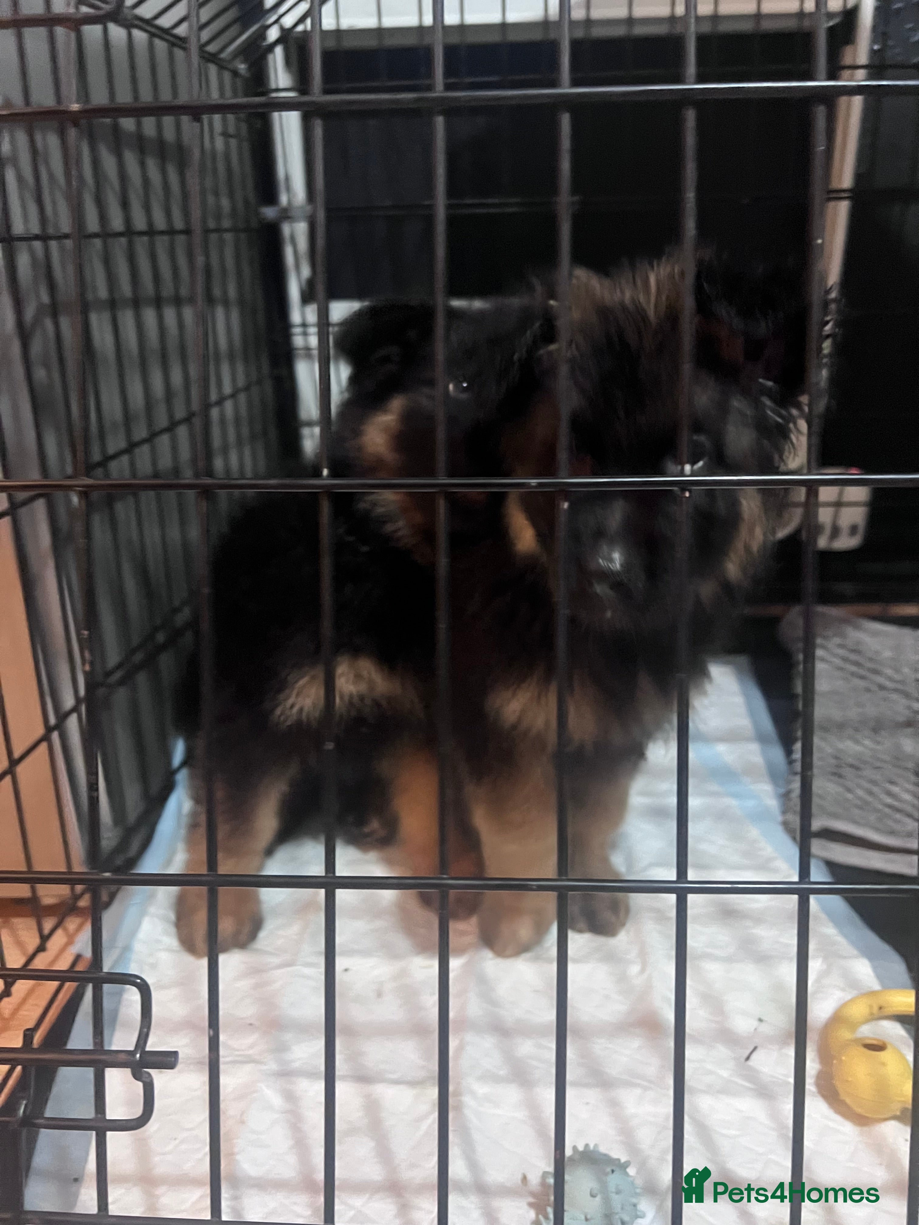 German Shepherd dogs German Shepherd puppies  - Advert 4