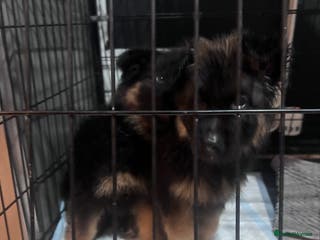 German Shepherd dogs German Shepherd puppies - Advert 3