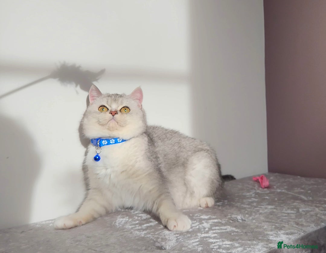British Shorthair cats for sale: 🏆 Pedigree Silver British Shorthair Kittens 🏆 - Advert 12