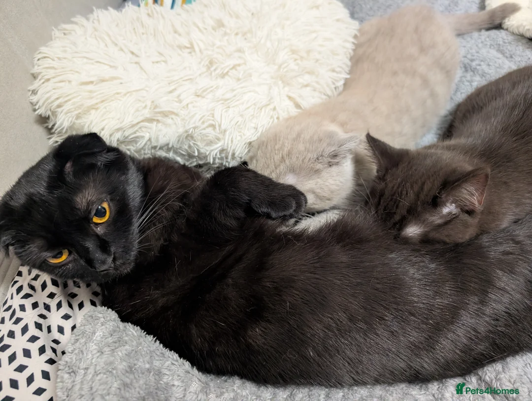 British Shorthair cats for sale: Two Beautiful Kittens are looking for home✨😸♥️ - Advert 8