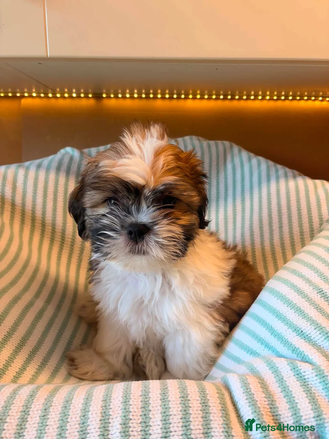 Shih Tzu dogs for sale: Adorable Shih Tzu Puppies – 3 Males & 3 Females in Clacton-on-Sea - Advert 6