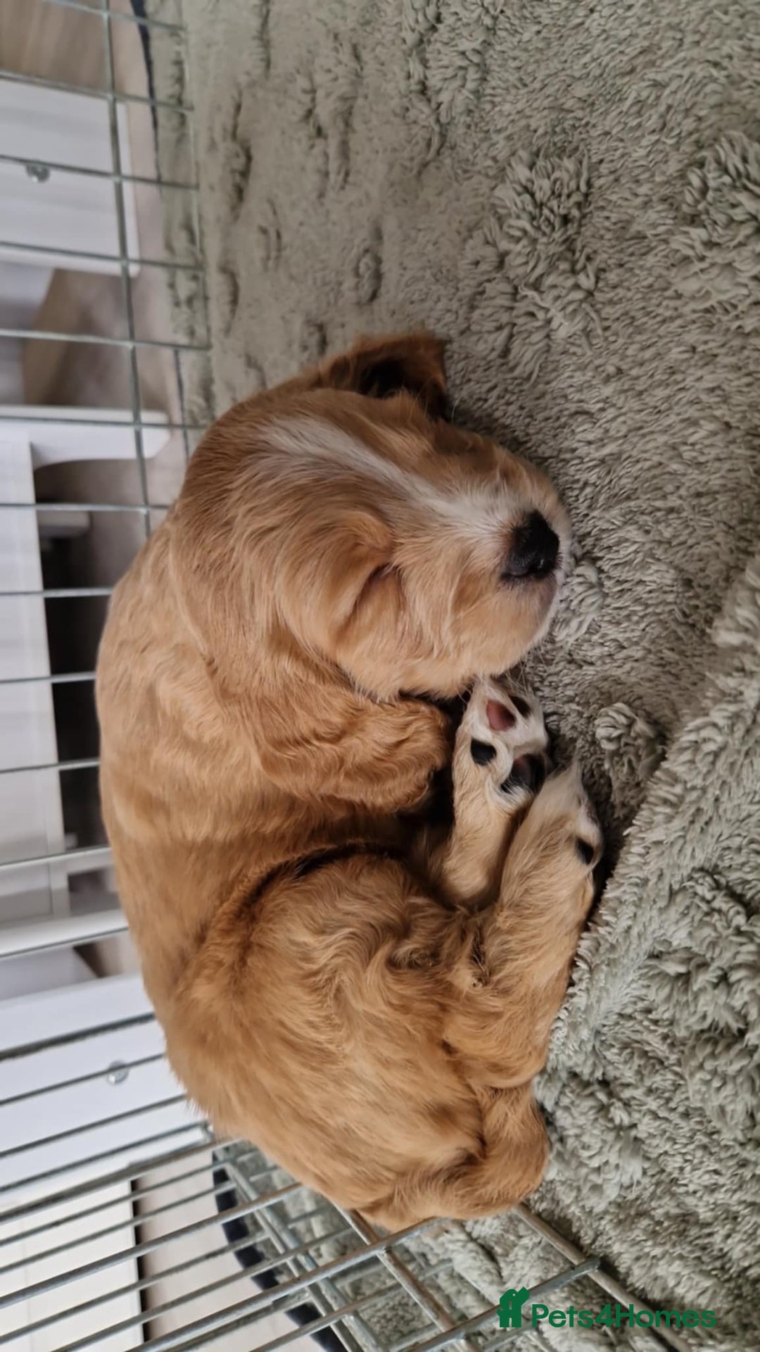 Mixed Breed dogs for sale: Beautiful Cavapoo X puppies - Image 6