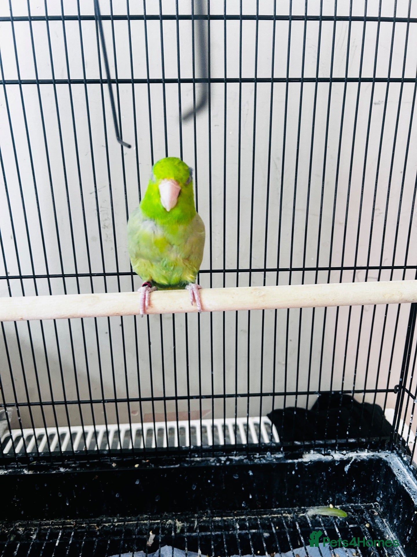 Parakeets birds SEMITAME Male parrotlet with setup  - Advert 1