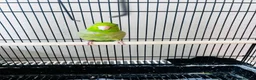 Parakeets birds for sale: SEMITAME Male parrotlet with setup  - Advert 1