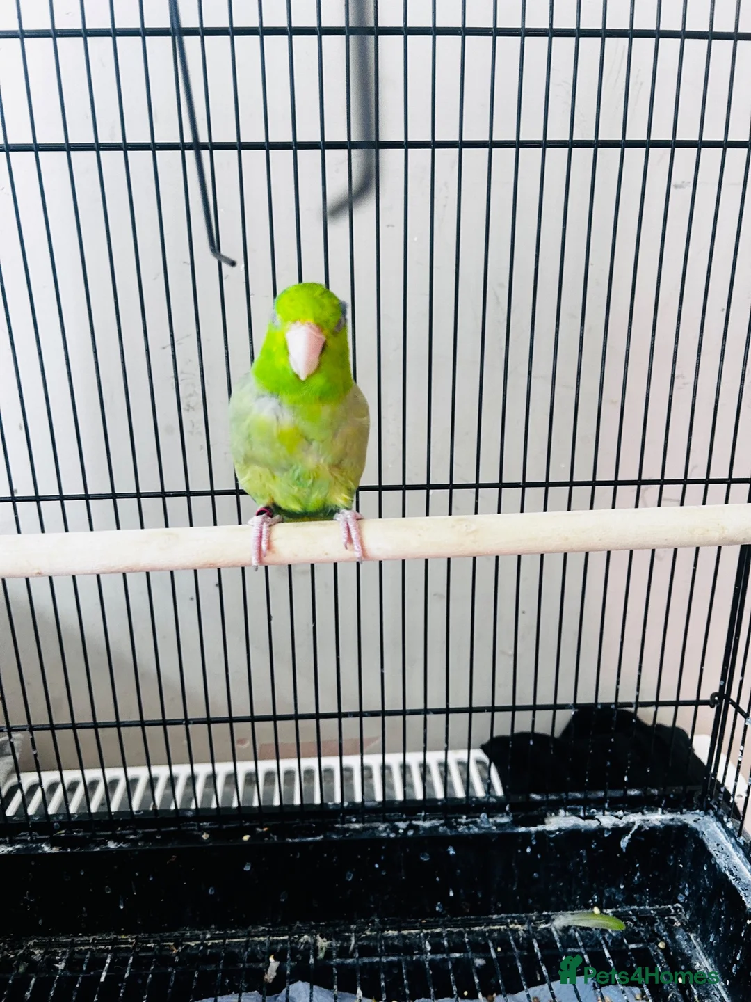 Parakeets birds for sale: SEMITAME Male parrotlet with setup  - Advert 1