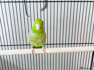 Parakeets birds SEMITAME Male parrotlet with setup - Advert 1
