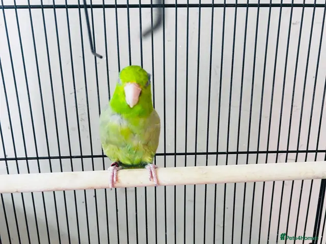 Parakeets birds SEMITAME Male parrotlet with setup - Advert 1