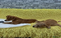Mixed Breed dogs for adoption: 💖🐶 CHARLOTTE 🐶💖 - Image 3