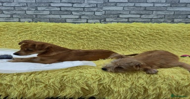 Mixed Breed dogs - Advert 8