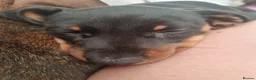 Miniature Dachshund dogs for sale: Miniature dachshund  - Advert 10
