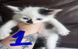 Mixed Breed cats for sale: 6 kittens for sale  - Image 1