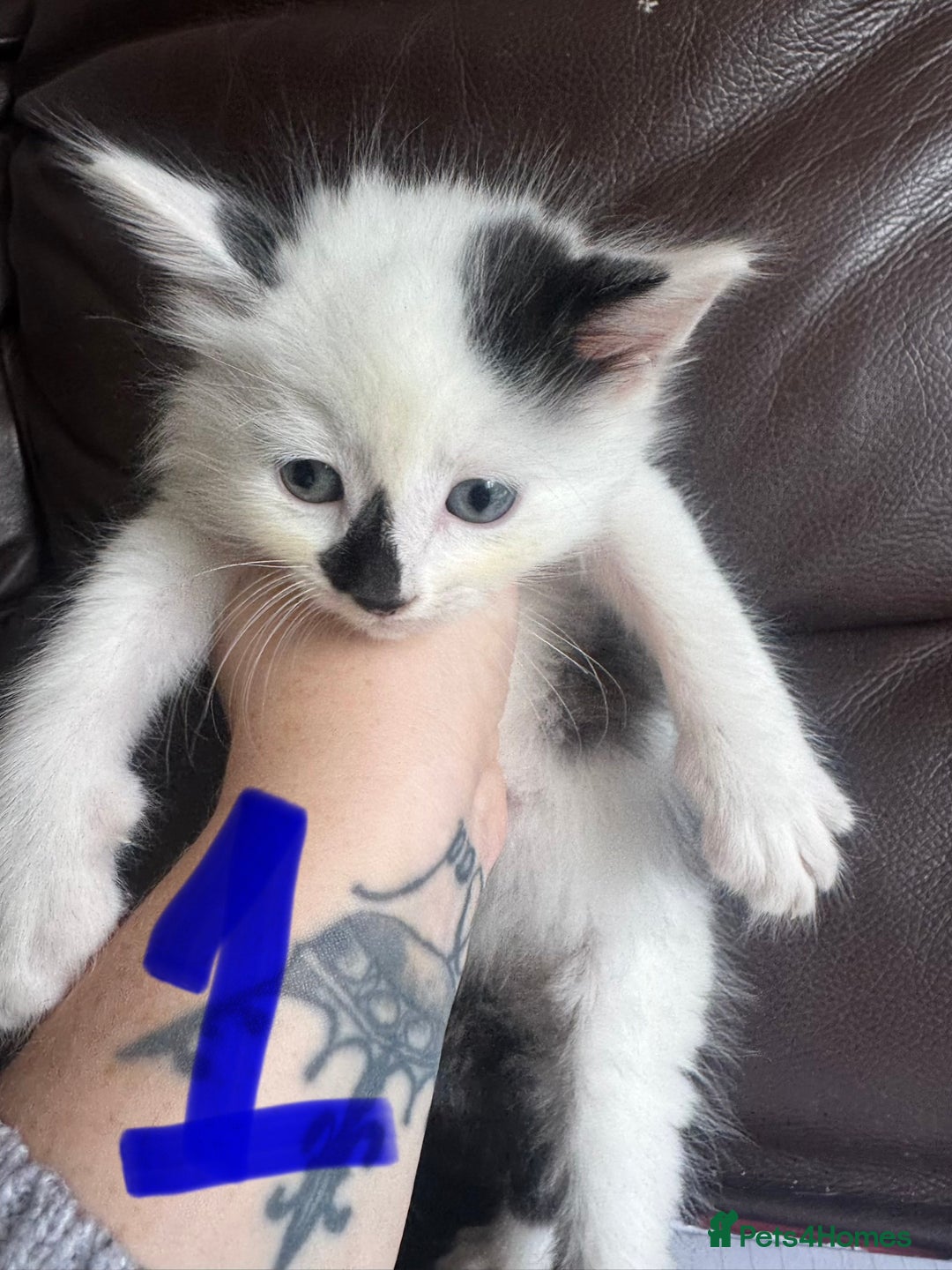 Mixed Breed cats for sale: 6 kittens for sale  - Image 1