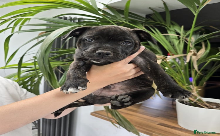 Staffordshire Bull Terrier dogs in Manchester - Advert 11