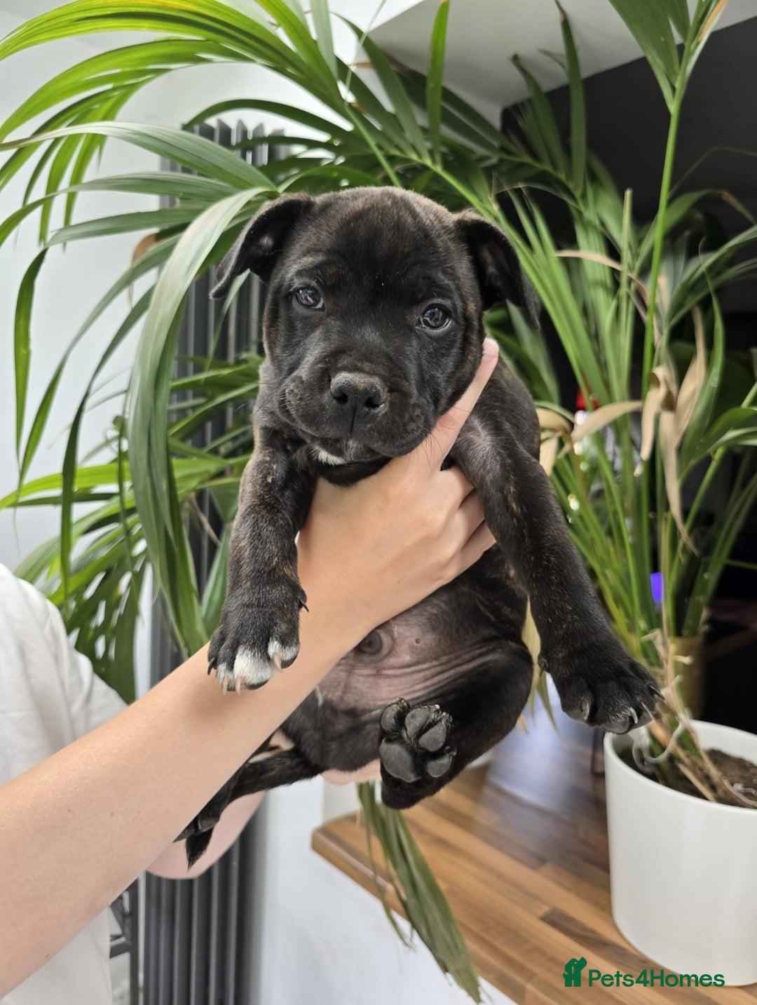 Staffordshire Bull Terrier dogs for sale: Champion Bloodline KC registered staffy puppies🐶  in Manchester - Image 6