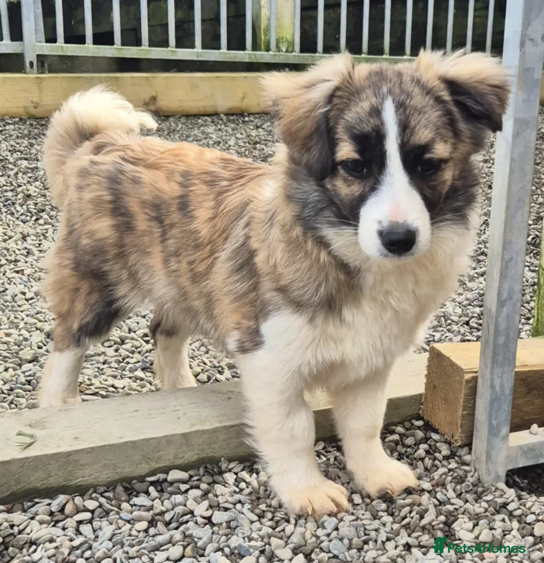 Mixed Breed dogs for adoption: Baxter - In Ayr Looking for a Home  - Advert 8