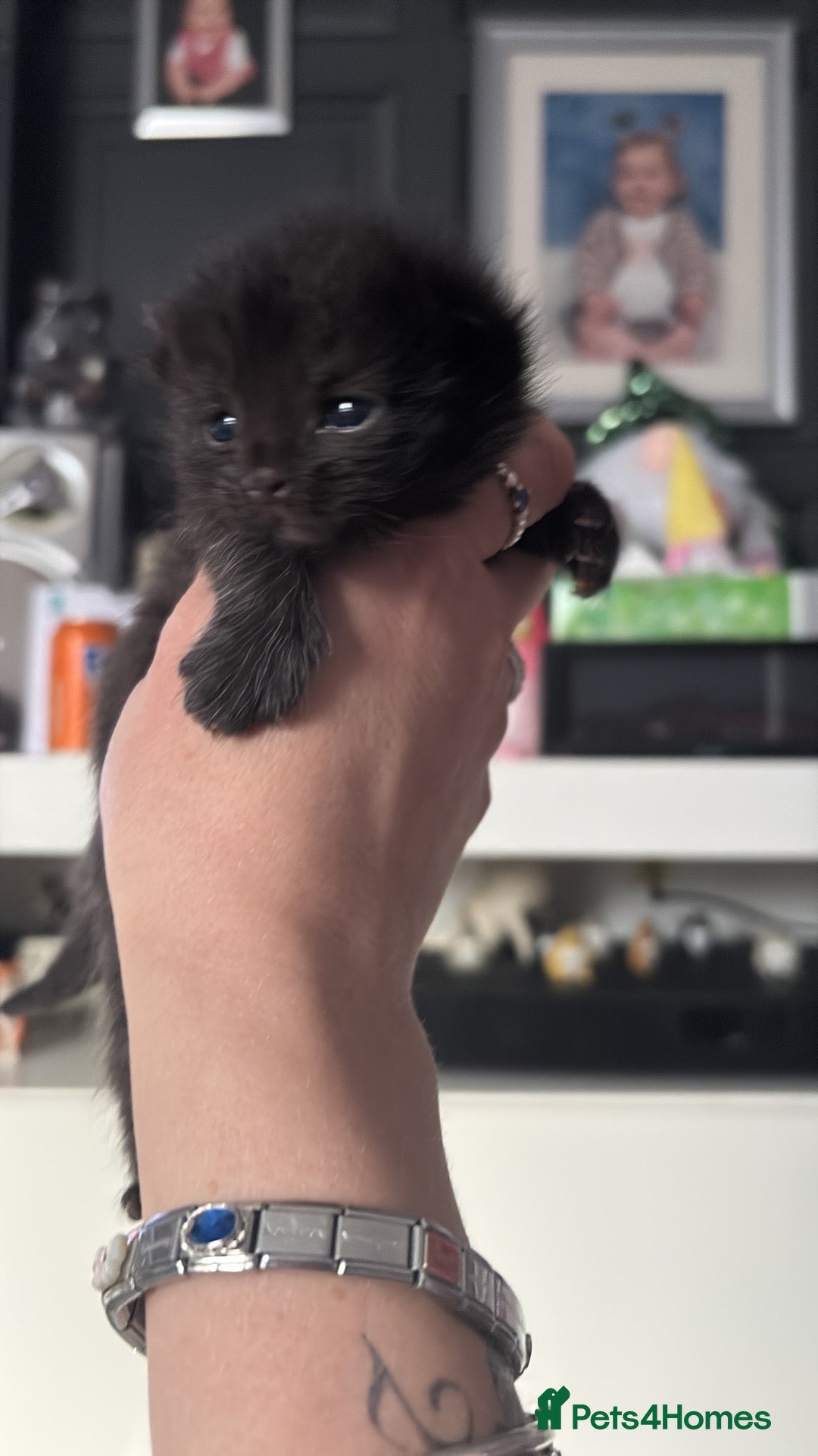 Mixed Breed cats Grey kittens - Advert 1