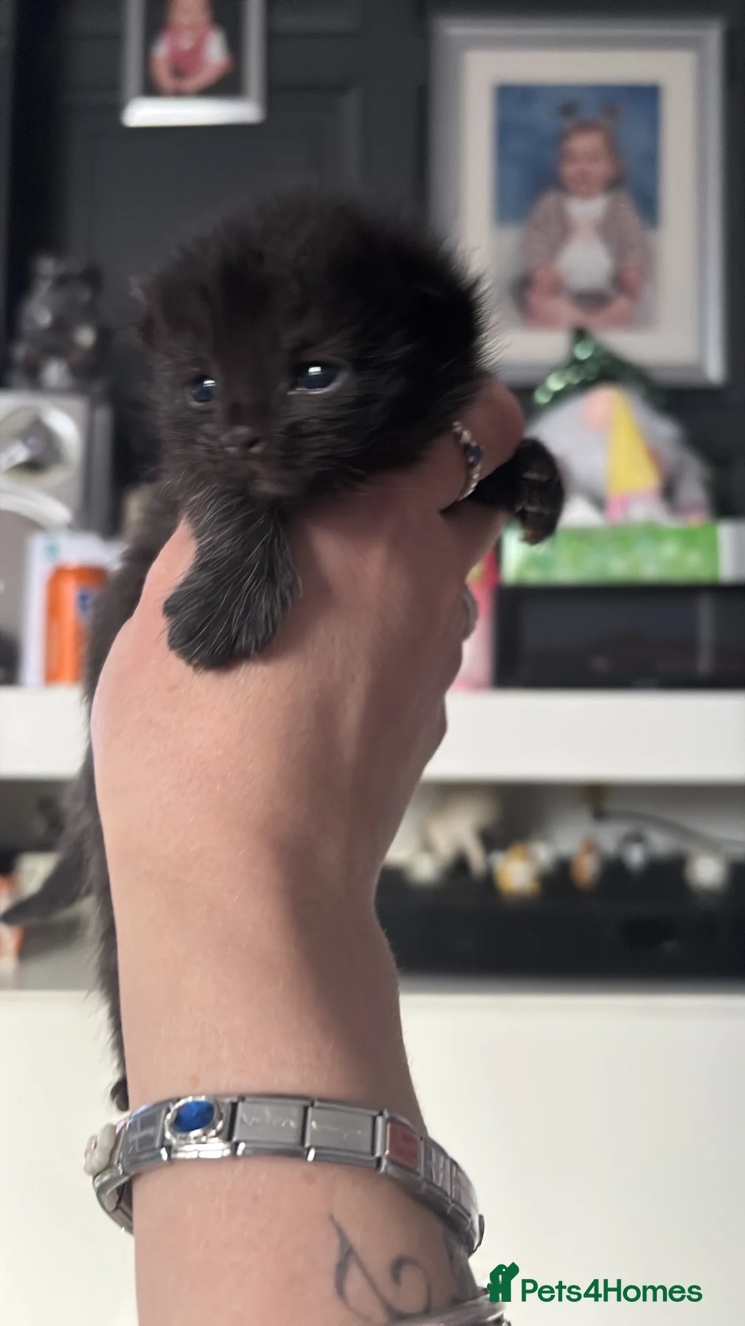 Mixed Breed cats for sale: Grey kittens in Derby - Advert 1