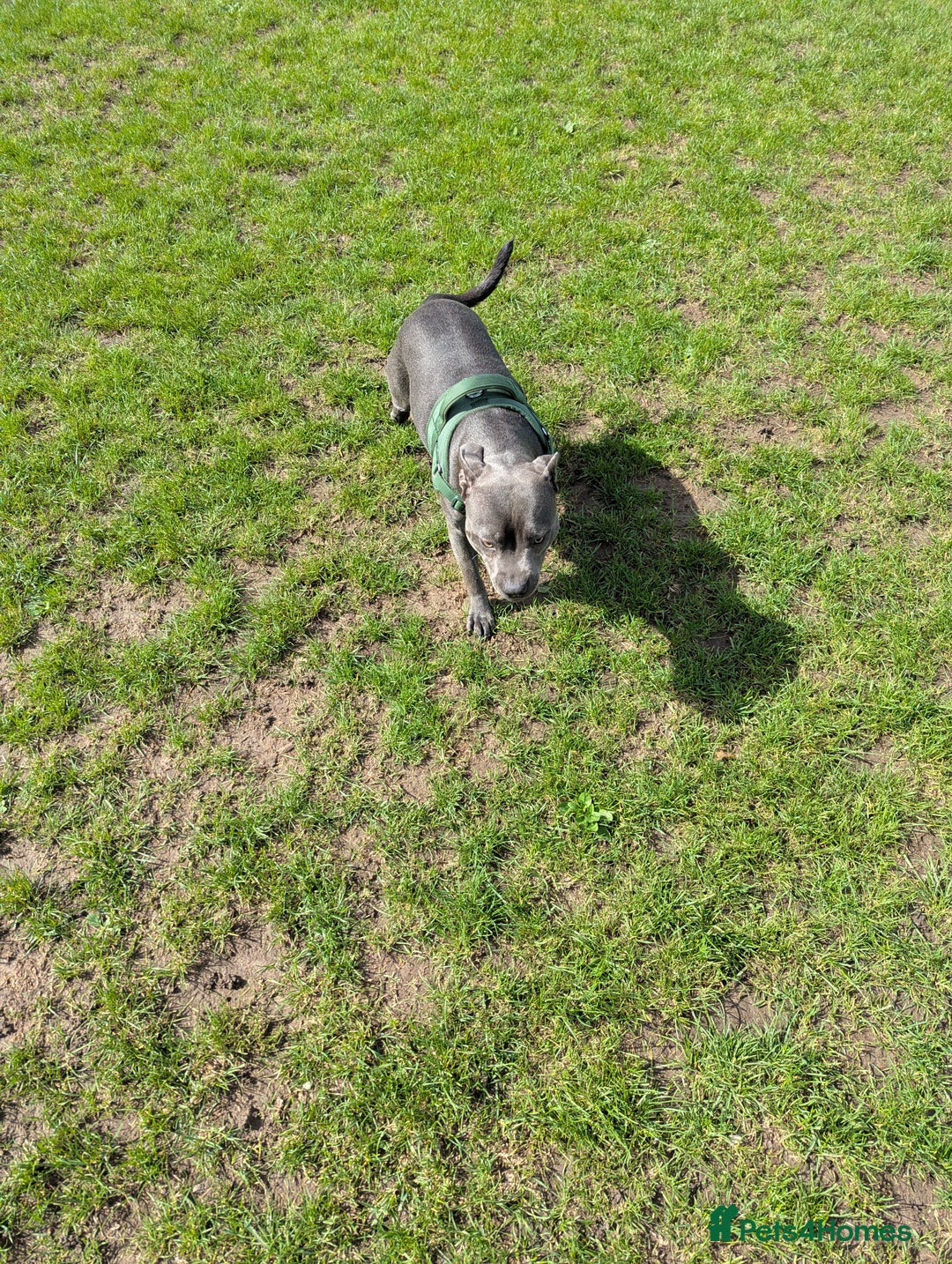 Staffordshire Bull Terrier dogs for sale: Blue female staff for sale  - Image 13
