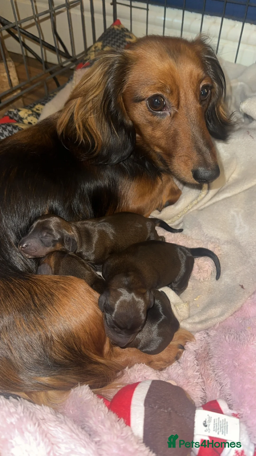 Miniature Dachshund dogs for sale: READY 8th March Miniature LH dachshund puppies  - Advert 2