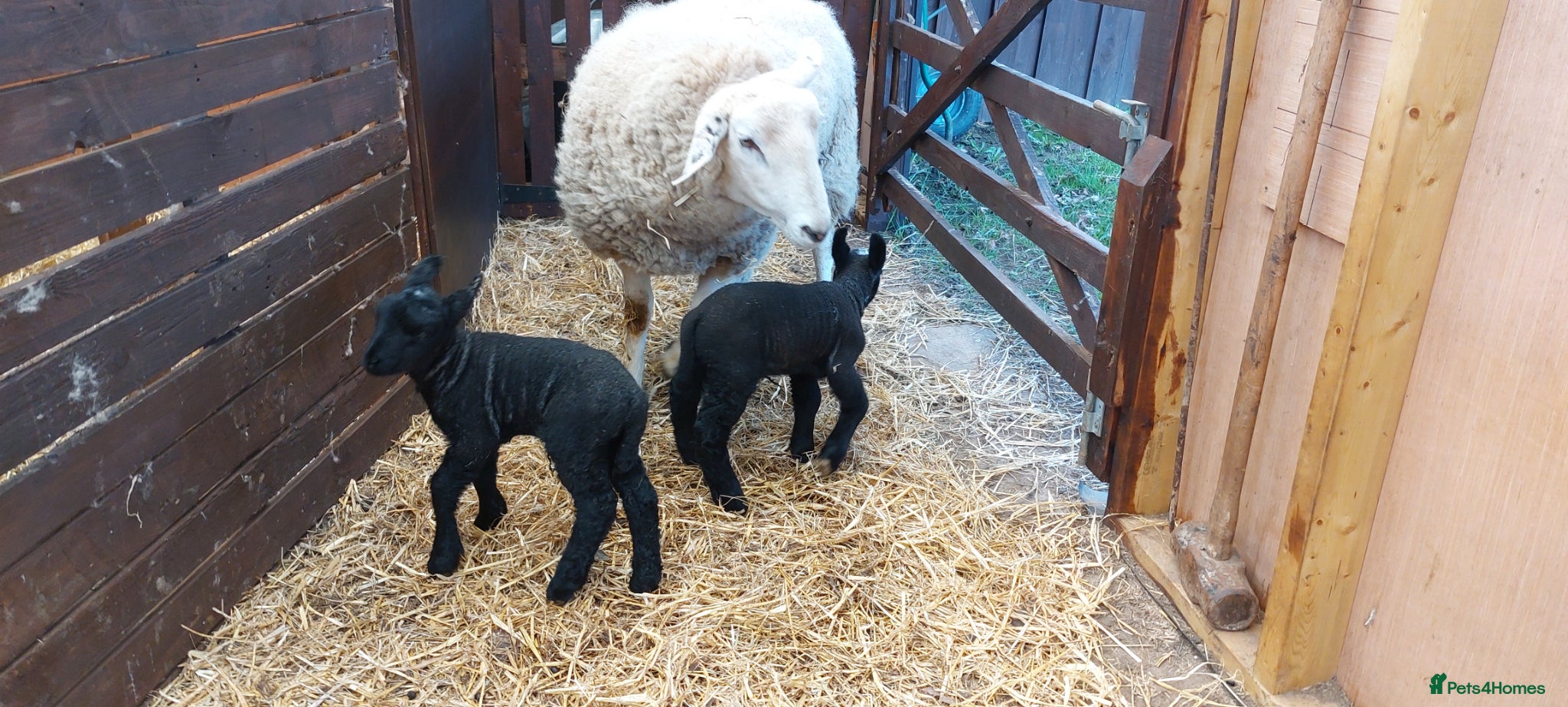 Sheep livestock Texal Cross Ewe & Lambs - Advert 3