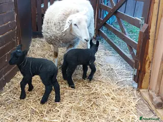 Sheep livestock Texal Cross Ewe & Lambs - Advert 3