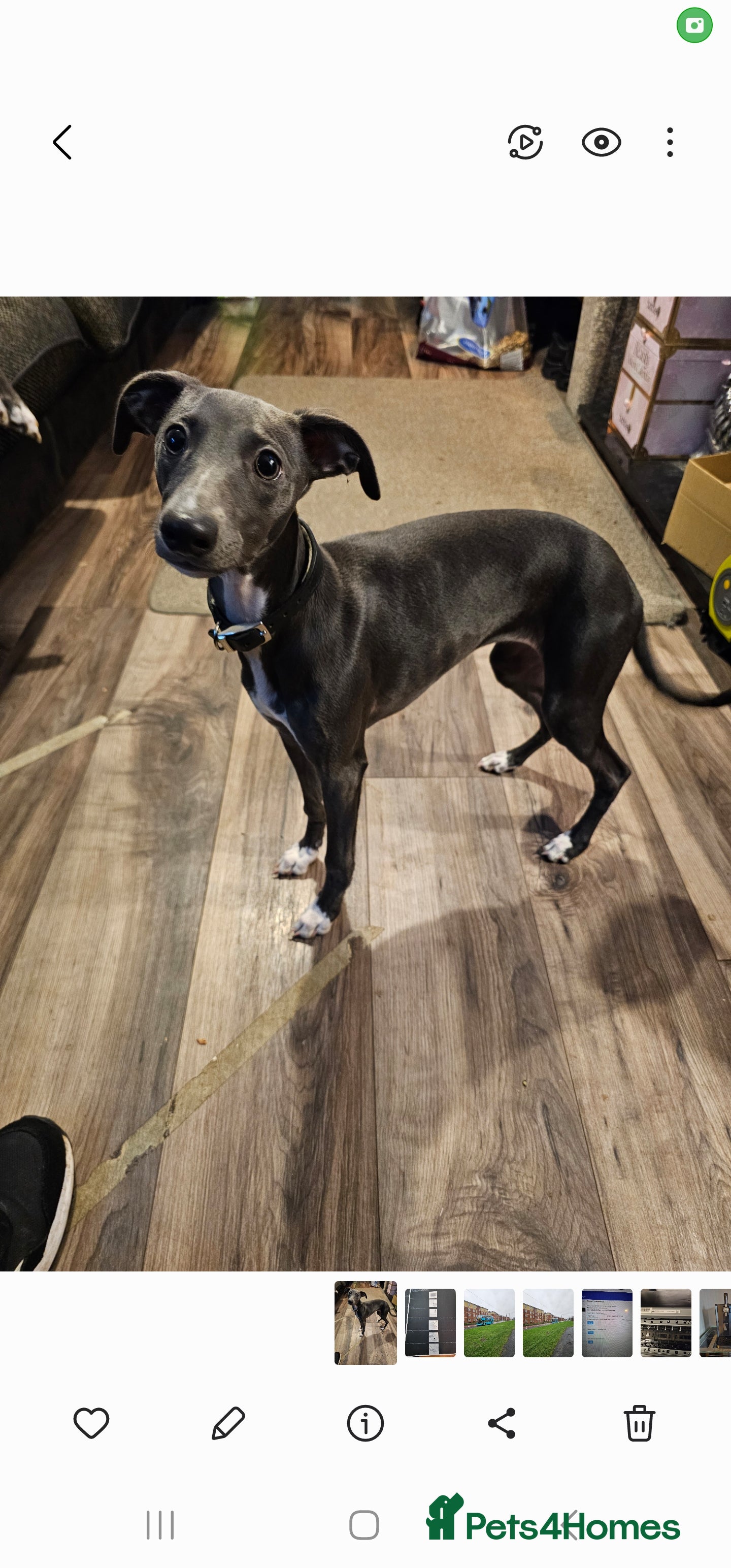 Whippet dogs whippet girl 4 months old kc registered - Advert 1