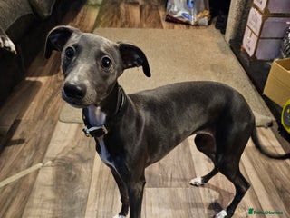 Whippet dogs whippet girl 4 months old kc registered - Advert 1