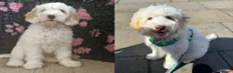 Goldendoodle dogs for sale: Health tested Australian Double Doodles - Advert 5