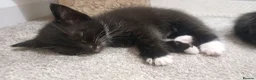 Mixed Breed cats for sale: Lovely little boy kitten  - Advert 3