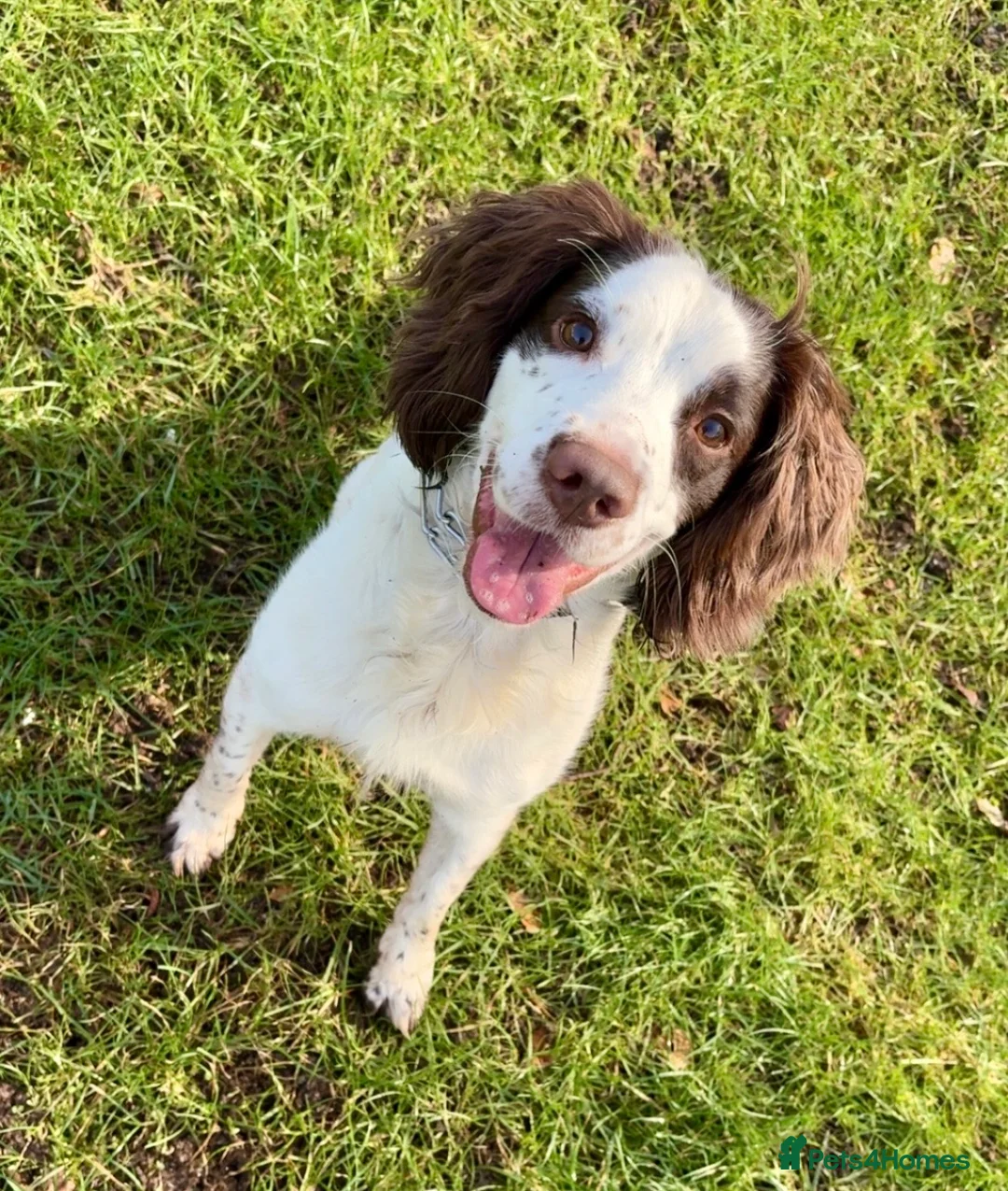 English Springer Spaniel dogs for sale: Male springer spaniel  in Dundee - Advert 1