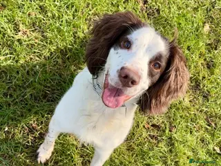 English Springer Spaniel dogs Male springer spaniel in Dundee - Advert 9