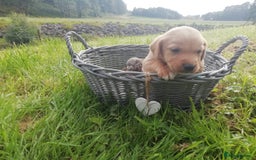 Cockerdor dogs for sale: Gorgeous cockador Puppies - Image 6