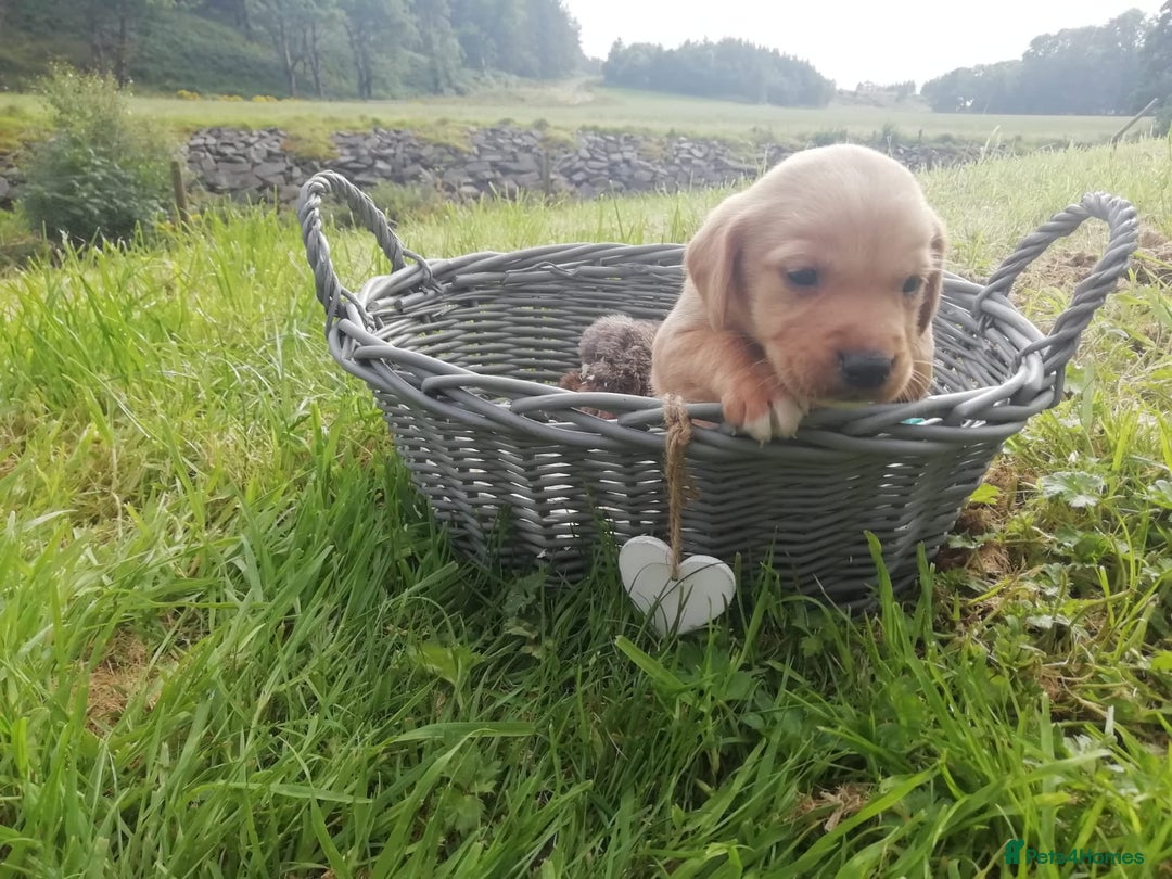 Cockerdor dogs for sale: Gorgeous cockador Puppies - Image 6