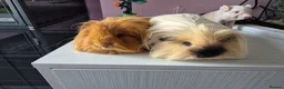Guinea Pig rodents for sale: 2 male sheltie brothers - Advert 2