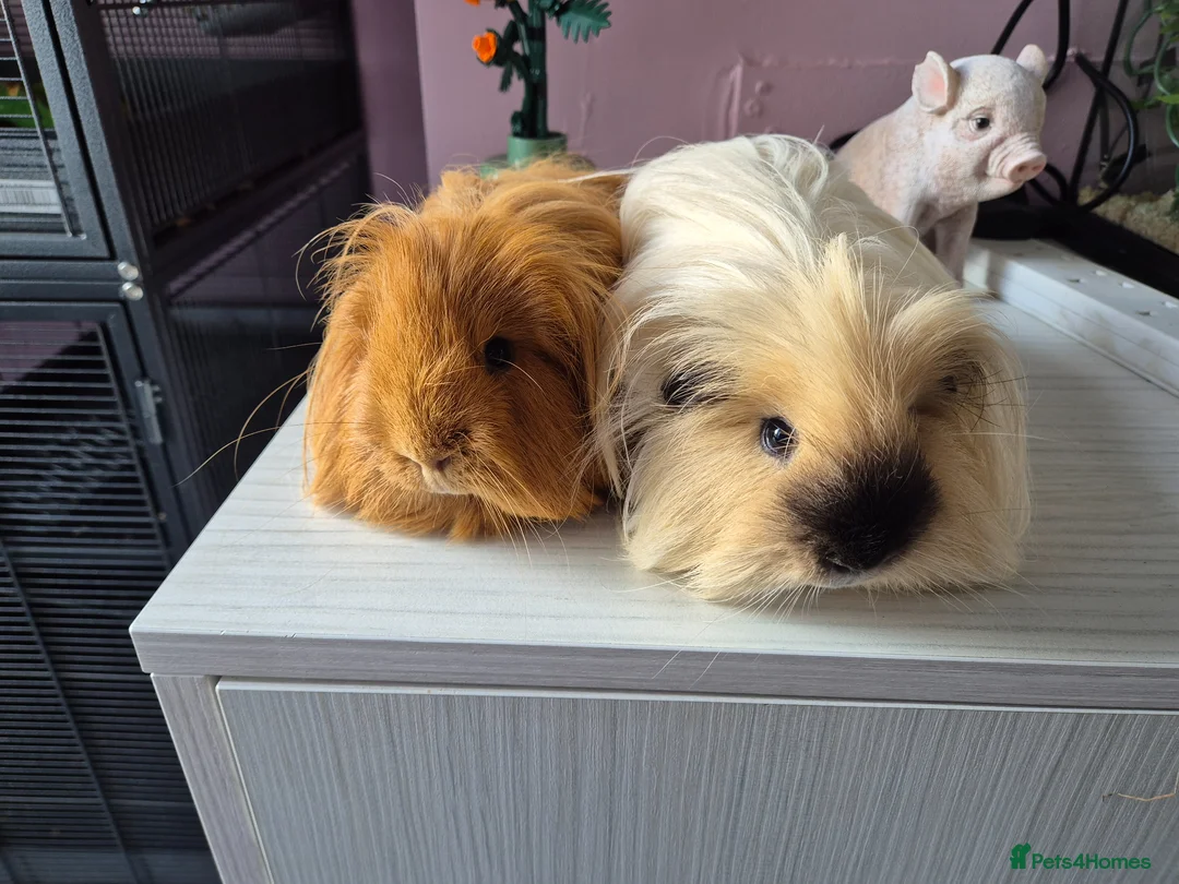 Guinea Pig rodents for sale: 2 male sheltie brothers - Advert 2