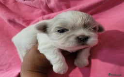 Shih Tzu dogs for sale: Adorable Tiny Imperial ShihTzu  - Image 9