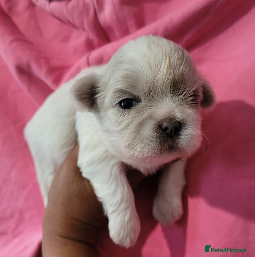 Shih Tzu dogs for sale: Adorable Tiny Imperial ShihTzu  - Image 9