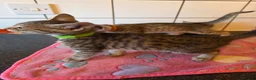 Bengal cats for sale: Bengal charcoal silver kittens from snow linx  - Advert 23
